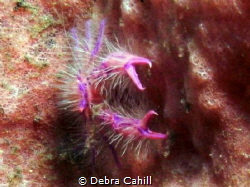 Hairy Squat Lobster Tulamben Bali by Debra Cahill 